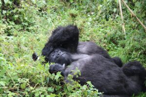 gorilla trekking