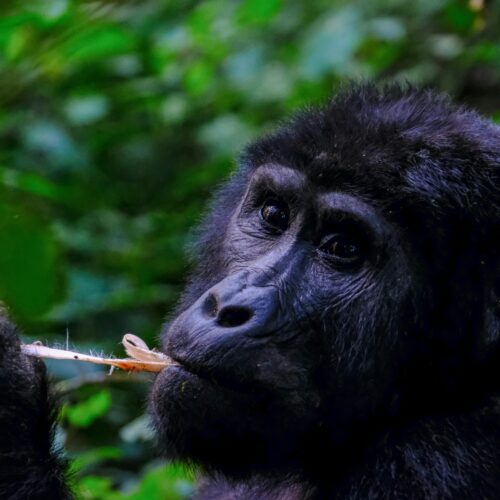 trip to uganda