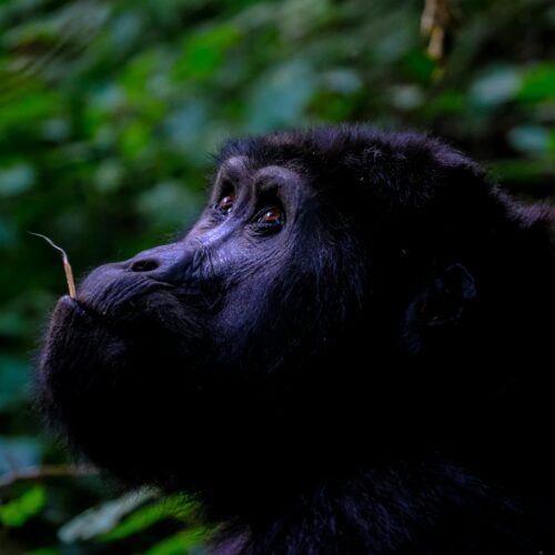 gorilla trekking