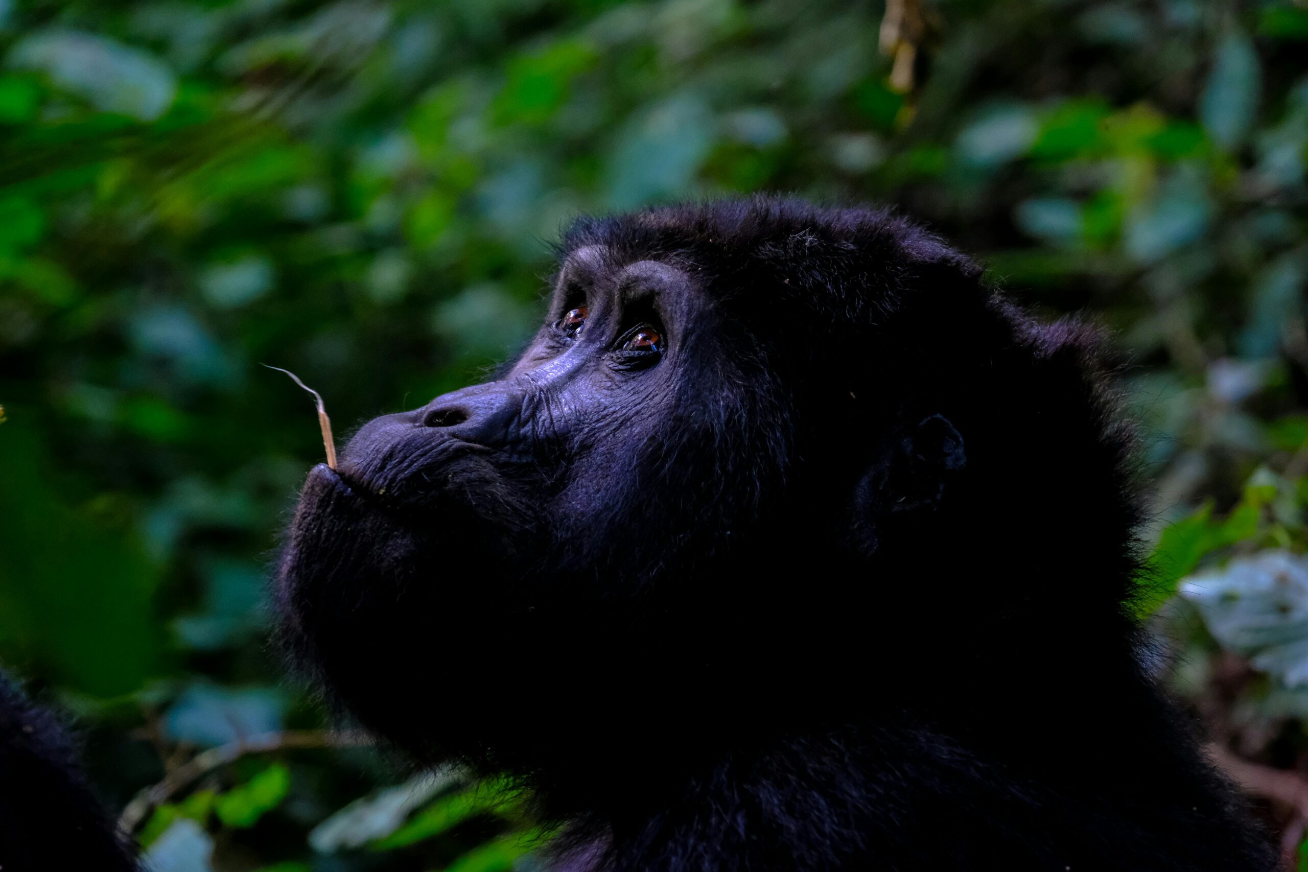 gorilla trekking