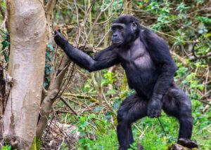 gorilla trekking