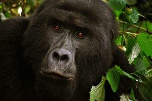gorilla trekking