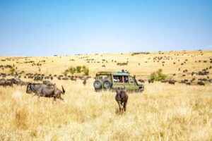 Kenya Safaris