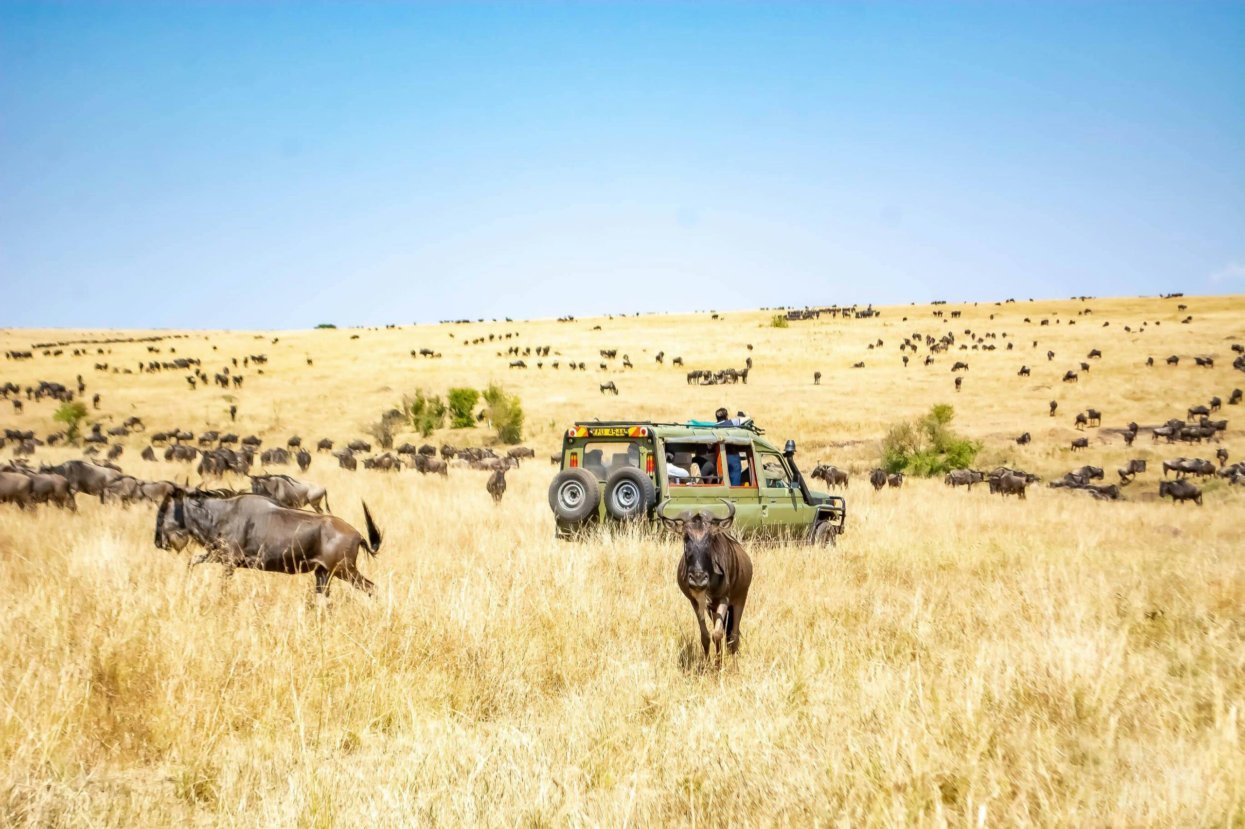 Kenya Safaris