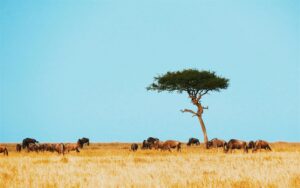 Serengeti