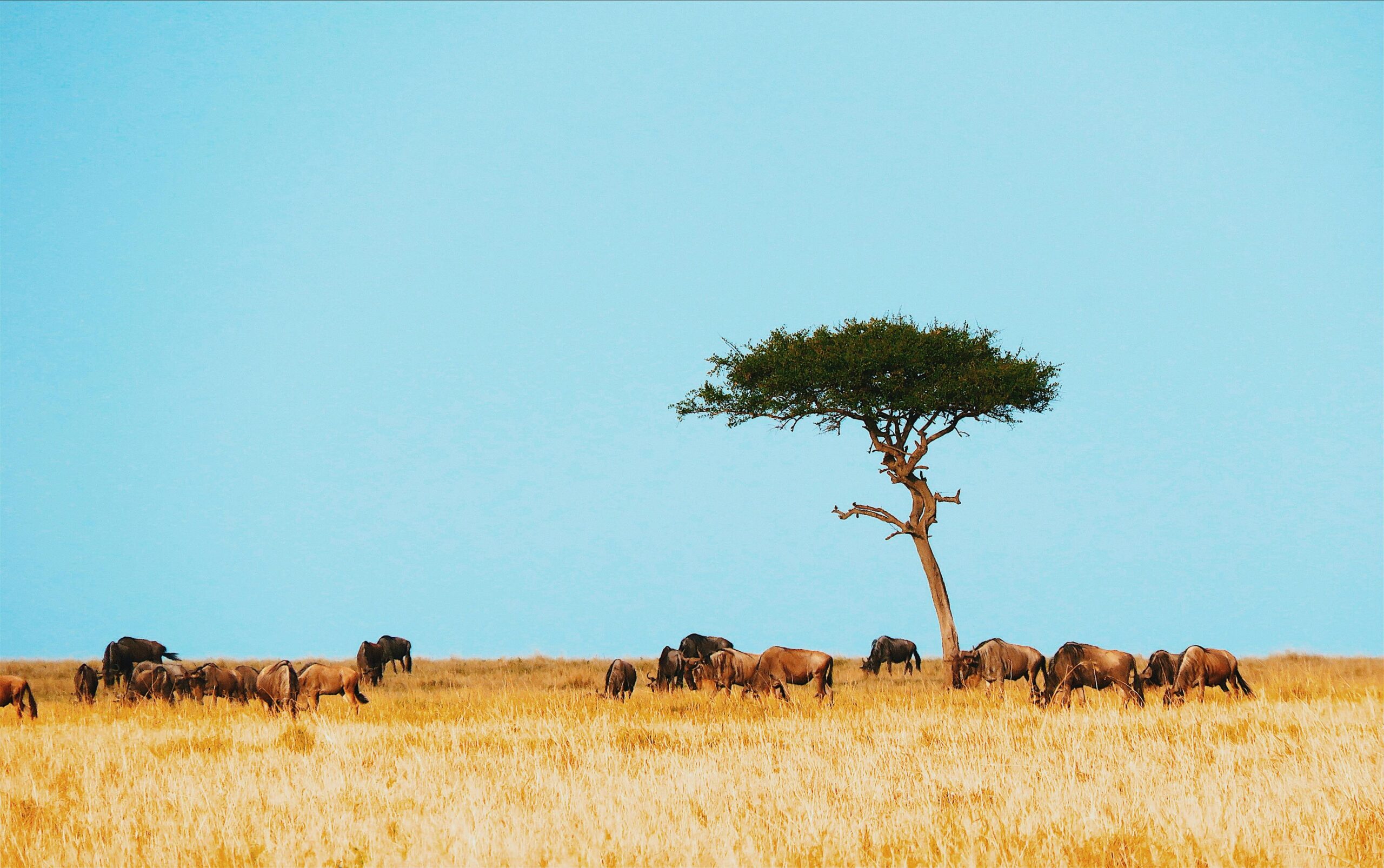 Serengeti
