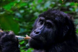 Uganda