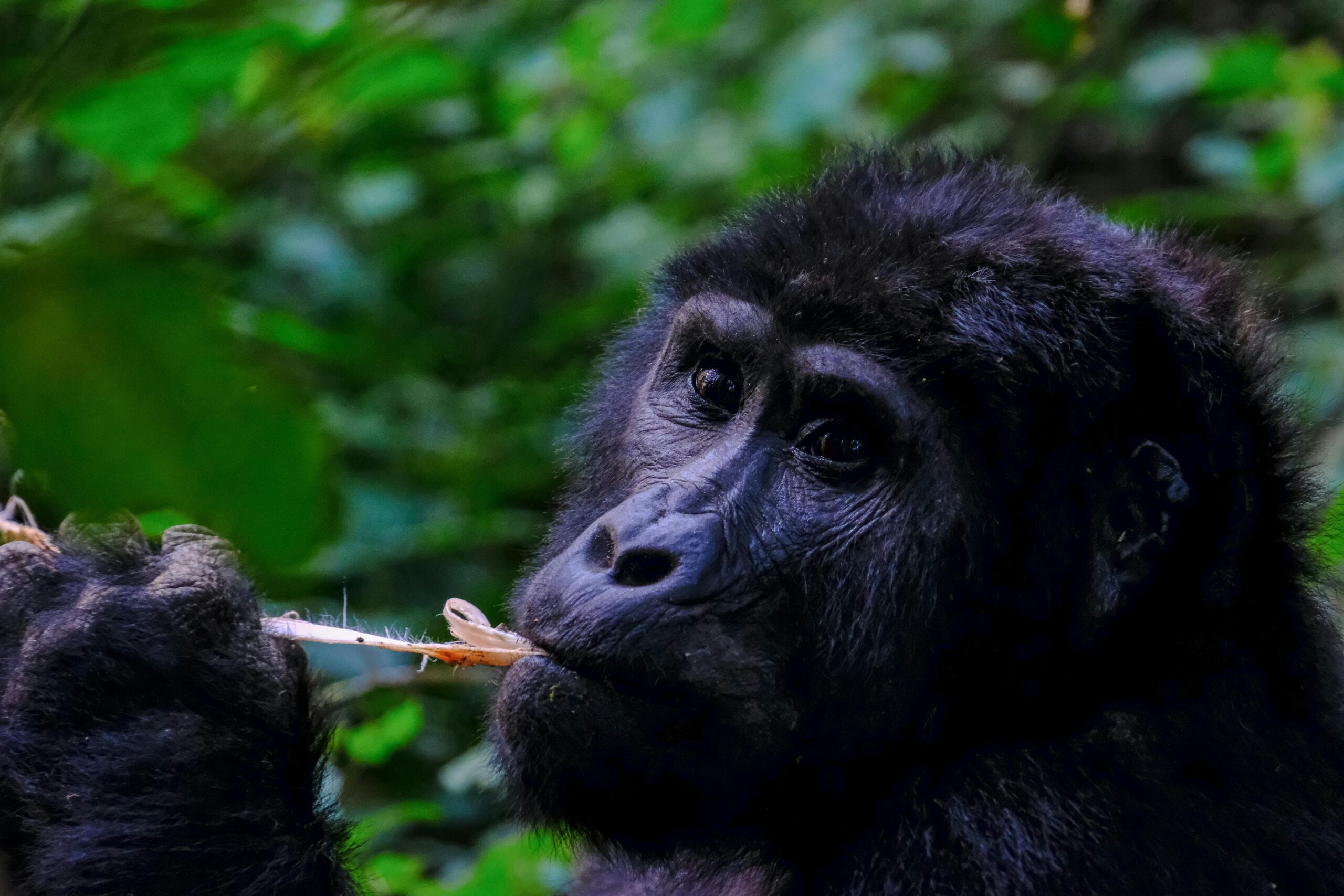 Uganda