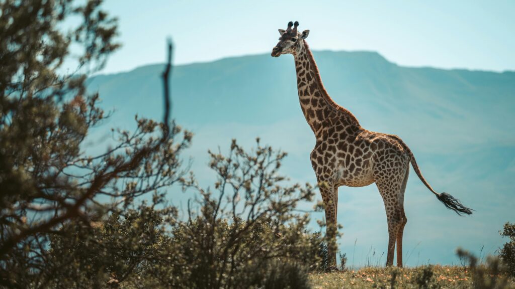 South Africa