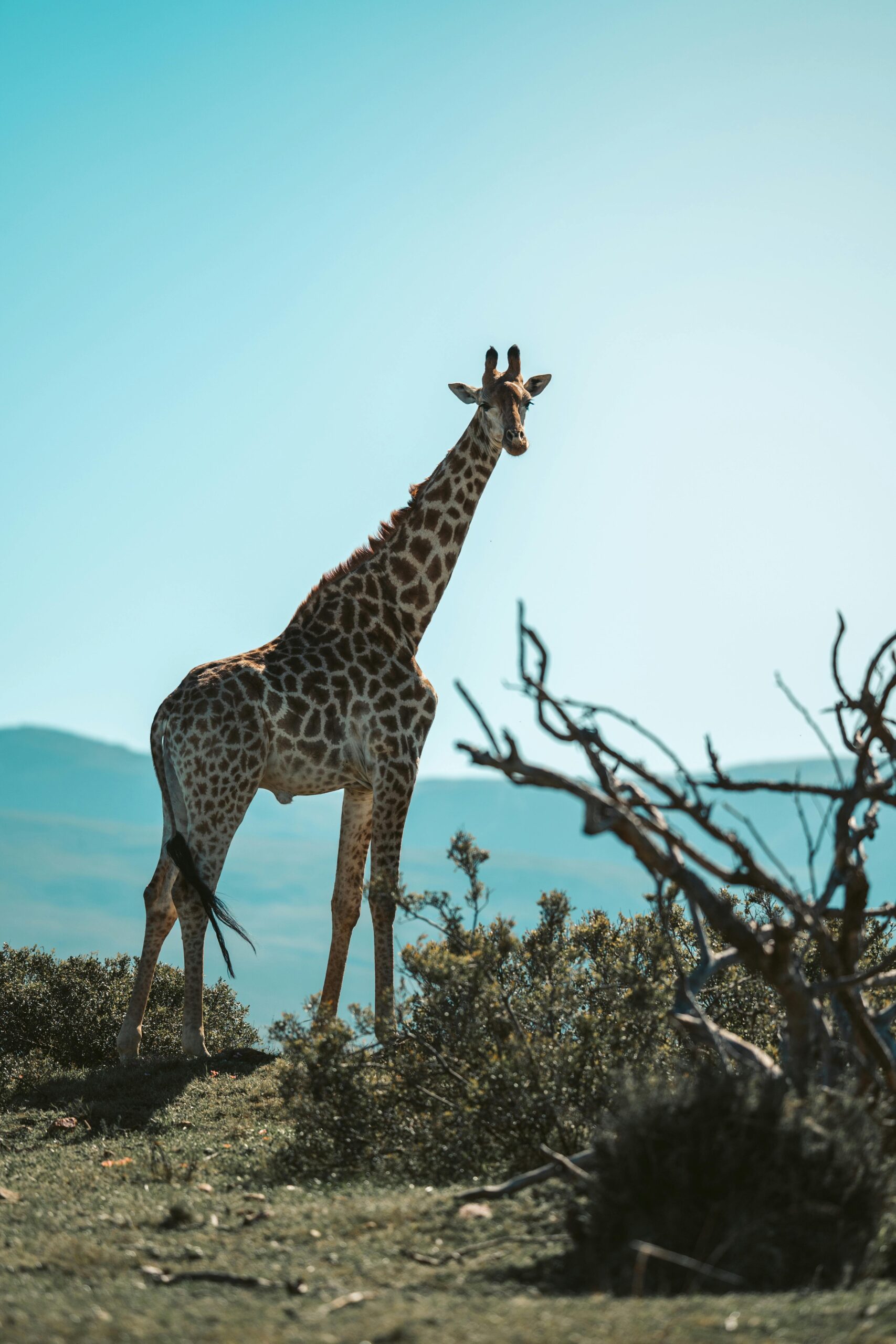 wst giraffe