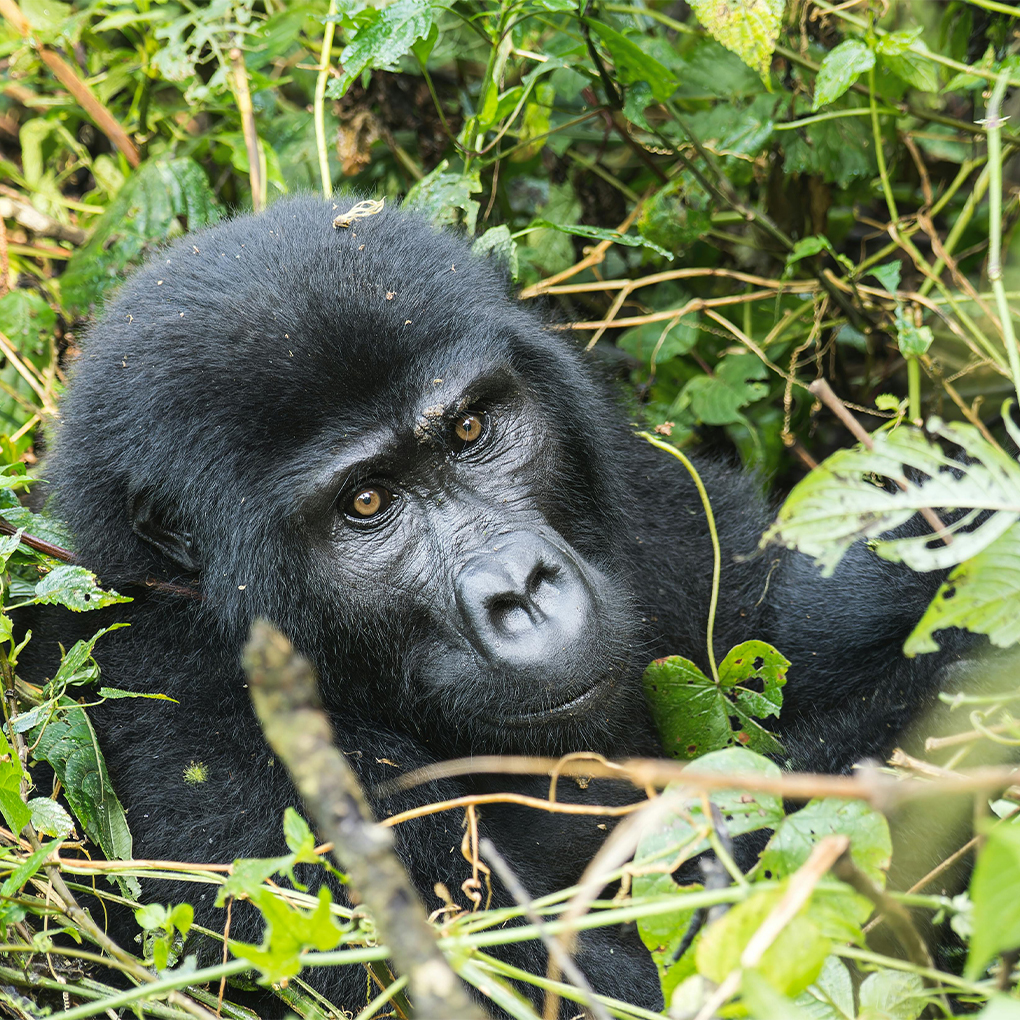 wst-gorillas