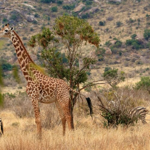 kenya safari