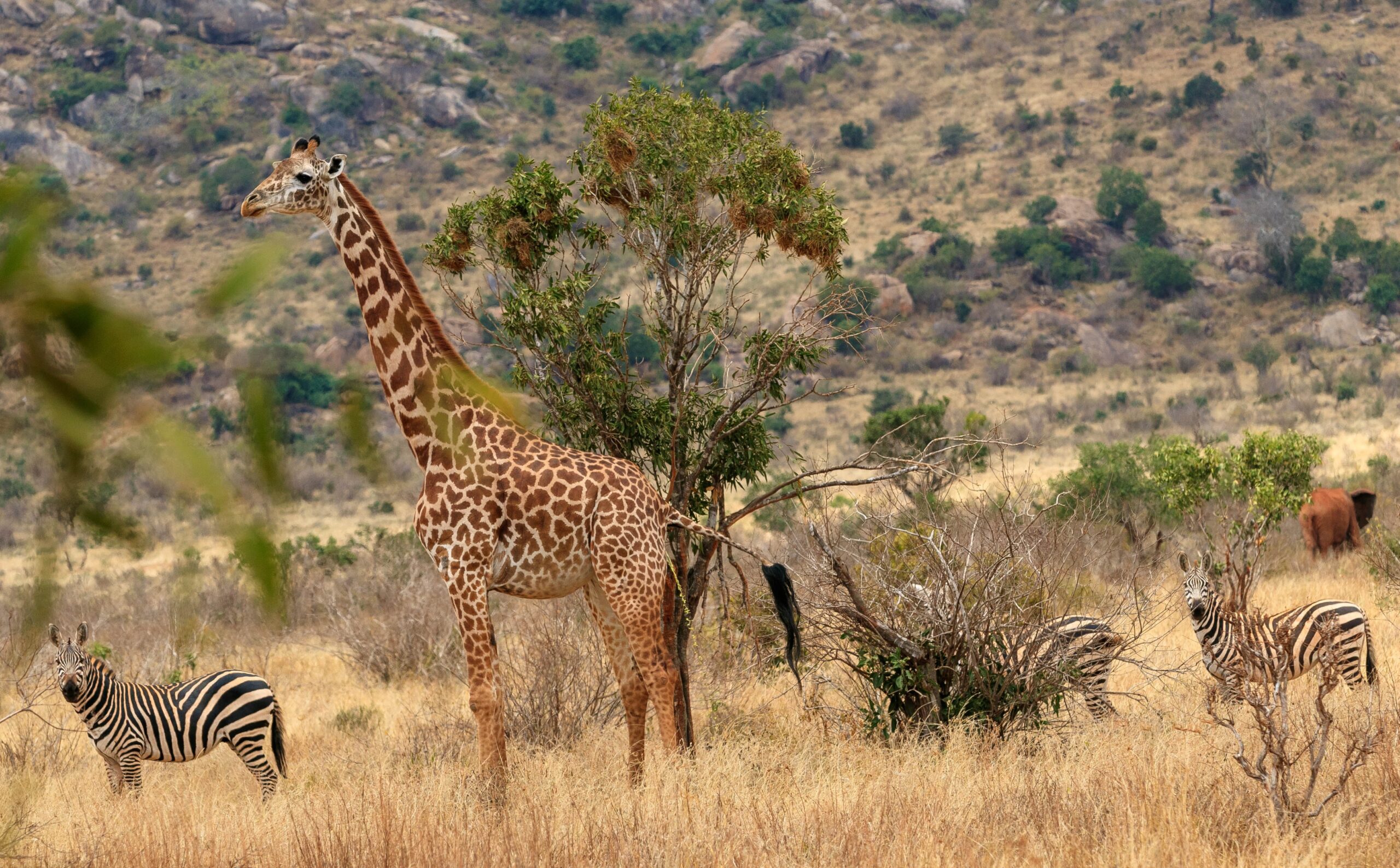 kenya safari