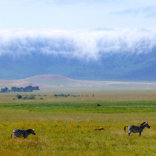 tanzania safari