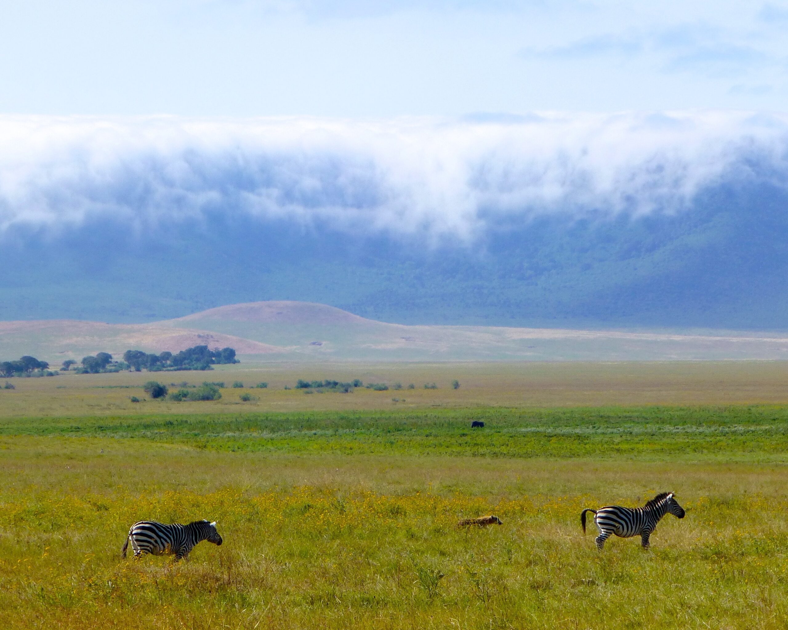 tanzania safari