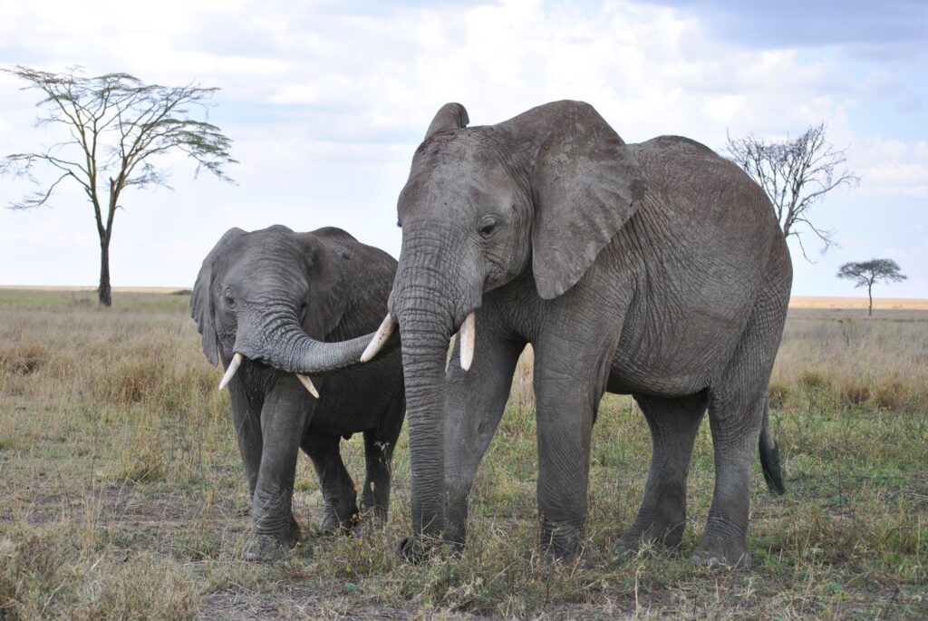 5 Days Tanzania Camping Safari