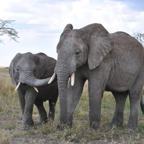 serengeti