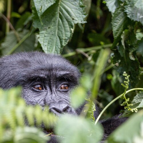 uganda discovery safari