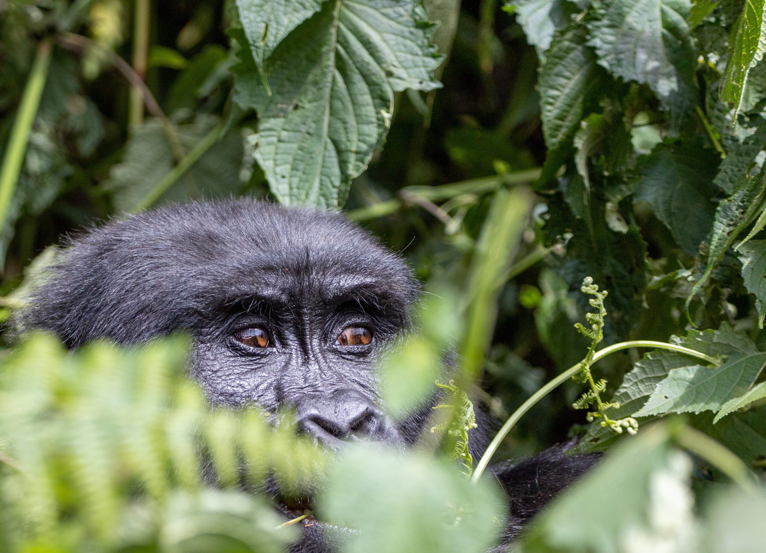 uganda discovery safari