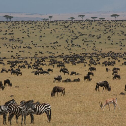 Maasai Mara Trip