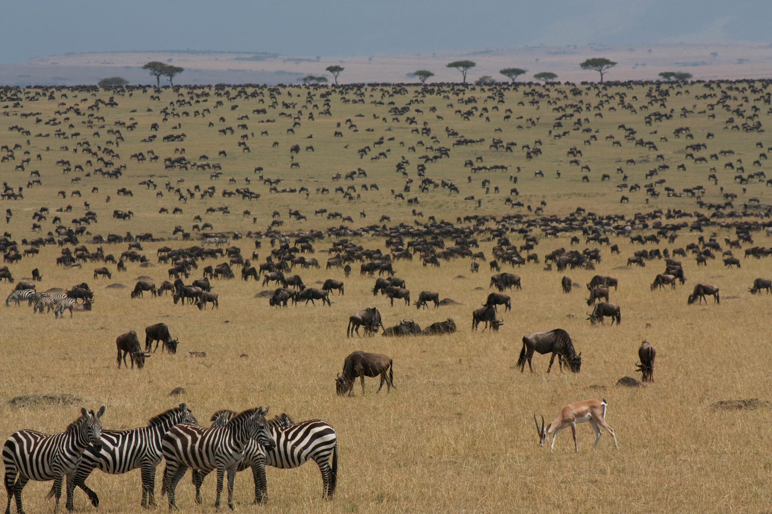 Maasai Mara Trip