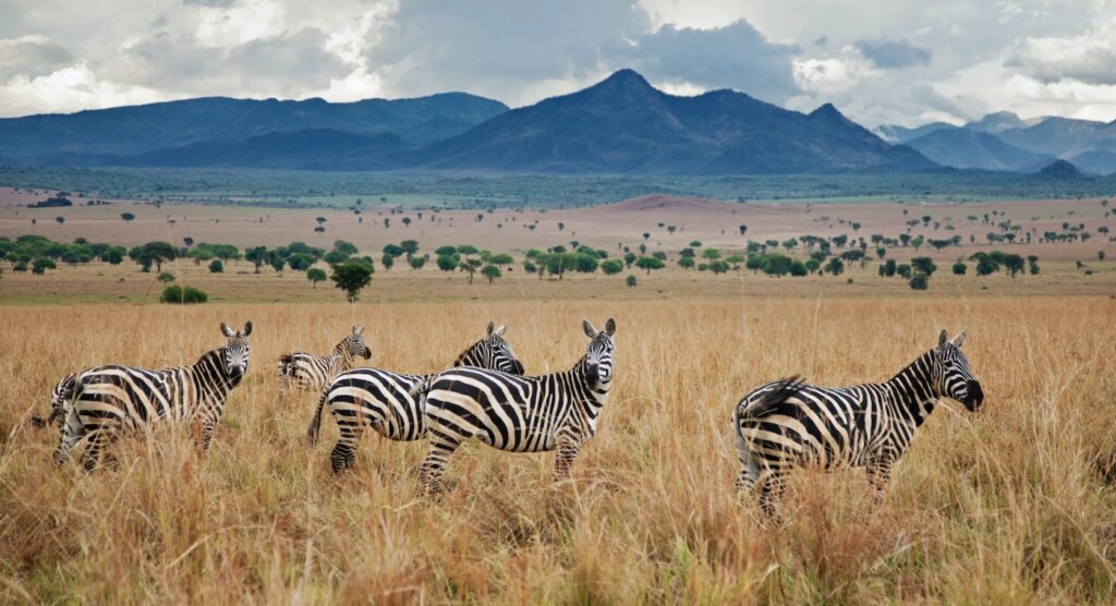 4 Days Kidepo Wildlife Safari